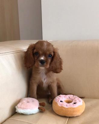 Cavalier King Charles Spaniel Ruby Taglia Piccola