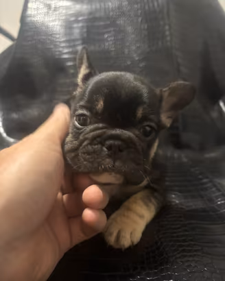 Bulldog francese esotico
