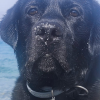 Labrador maschio per accoppiamento
