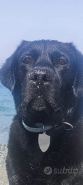Labrador maschio per accoppiamento