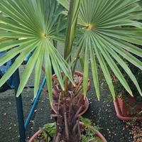 Pianta Di Waschingtonia Filifera Palma