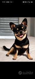 ? chihuahua maschio disponibile per monta