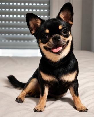 ? chihuahua maschio disponibile per monta