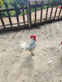 Gallo razza Livornese