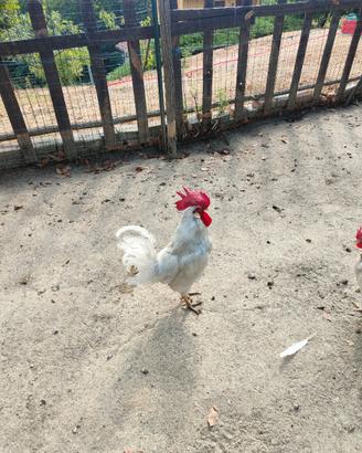 Gallo razza Livornese