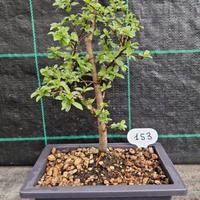 Bonsai Prugnolo Selvatico (Prunus Spinosa) 153