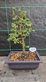 Bonsai Prugnolo Selvatico (Prunus Spinosa) 153