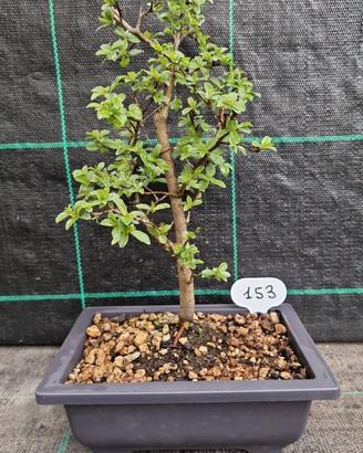 Bonsai Prugnolo Selvatico (Prunus Spinosa) 153