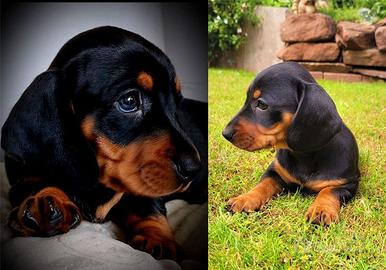 Cucciolo di bassotto nero maschietto