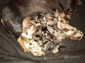 Cuccioli di bassotto a pelo corto