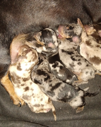 Cuccioli di bassotto a pelo corto
