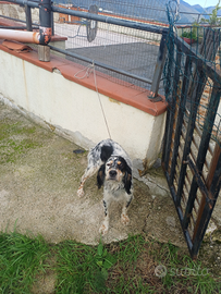 Setter inglese Femmina 18 mesi