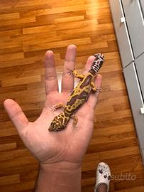Geco Leopardino Normal 5 Mesi
