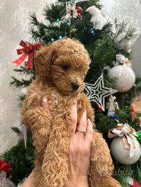 Barboncini red toy subito pronti