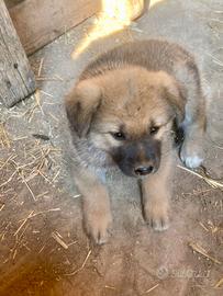 Cucciolo pastore del Lagorai / Akita Inu