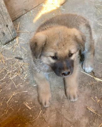 Cucciolo pastore del Lagorai / Akita Inu
