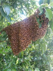 Nucleo Api Ligustica