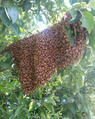 Nucleo Api Ligustica
