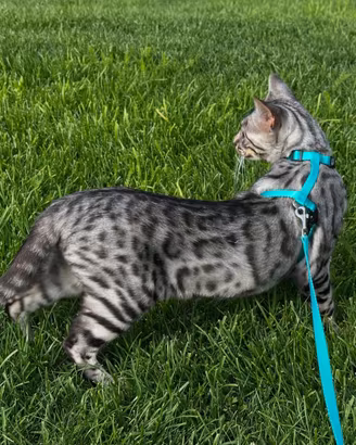 Gatta bengala disponibile
