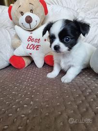 Chihuahua maschietto