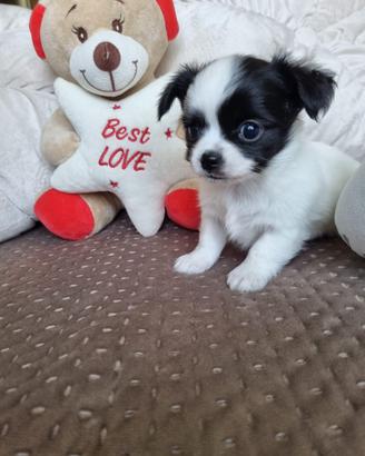 Chihuahua maschietto