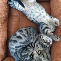 Gattini Bengala Brown e Black