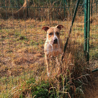 Amstaff adulta adozione gratuita