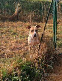 Amstaff adulta adozione gratuita