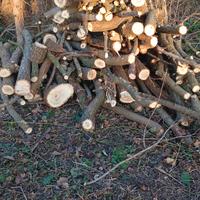 Legna di Acacia e Olmo