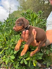 Dobermann