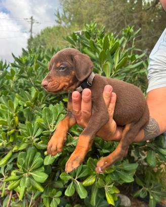 Dobermann