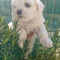 Cuccioli maltesi