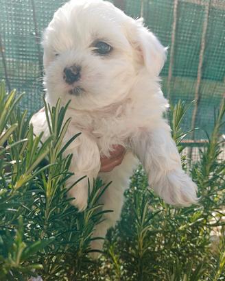 Cuccioli maltesi