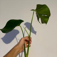 Monstera