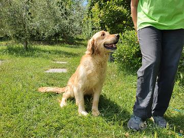 Golden retriever