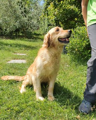 Golden retriever
