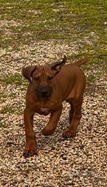 Rhodesian Ridgeback