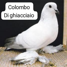colombi di ghiaccio 