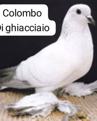 colombi di ghiaccio 