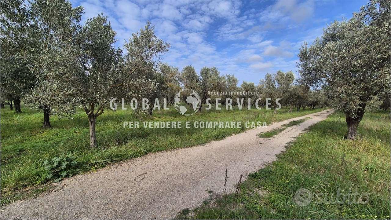Terreno con Uliveto a Tancà Farrà - Vista 3