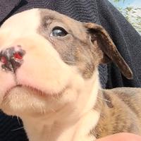 Cuccioli di Pitbull