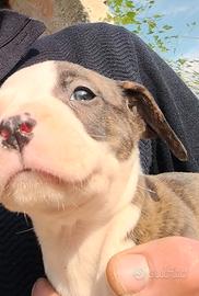 Cuccioli di Pitbull