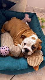 Bulldog inglese 6 mesi