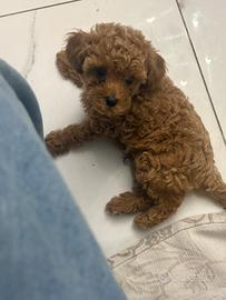Cuccioli barboncino toy