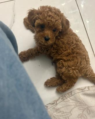 Cuccioli barboncino toy