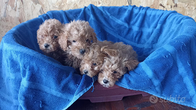 Cuccioli Barboncino Toy