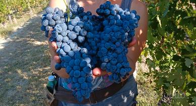 Uva BARBERA e FREISA DOC Naturale - Chieri (TO)