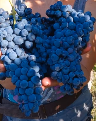 Uva BARBERA e FREISA DOC Naturale - Chieri (TO)