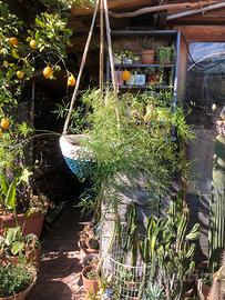 Asparagina vaso 18 cm