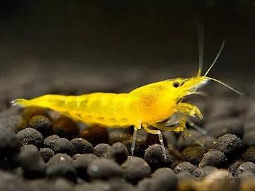 Neocaridine yellow fire + omaggio mangime